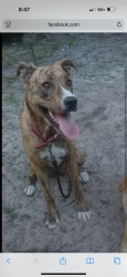 Reunited Female Dog last seen Vassar Ct , Hudson, FL 34667