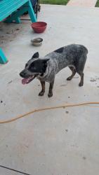 Reunited Female Dog last seen Jacktown Market, Lincoln County, OK 74851