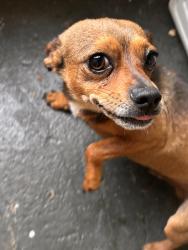 Reunited Male Dog last seen Rome Athletic Club, Rome, GA 30165