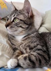 Shelter Stray Female Cat last seen Division / 162nd, OR, 1700 W Historic Columbia River Hwy, Troutdale, OR 97060, USA