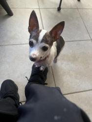 Lost Female Dog last seen Near Georgetown Road, Indianapolis, IN 46224
