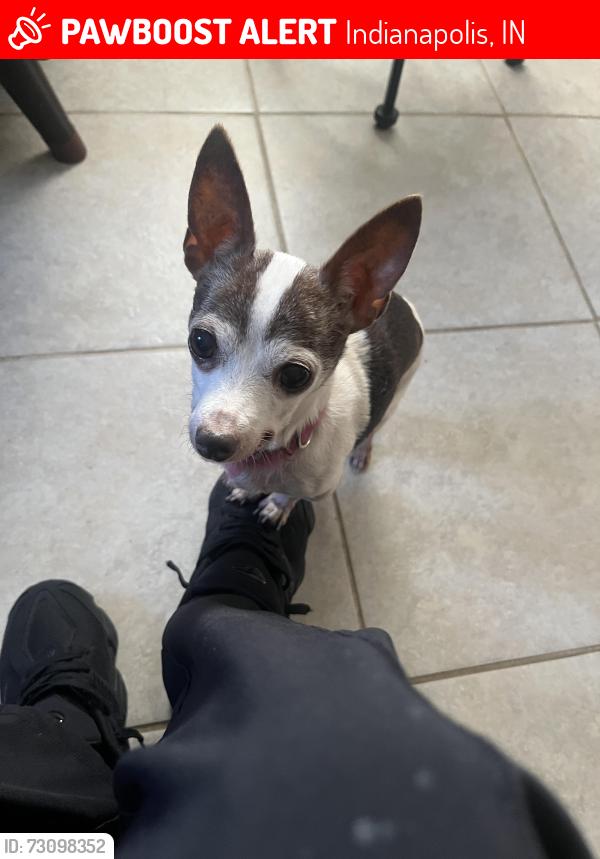 Lost Female Dog last seen Near Georgetown Road, Indianapolis, IN 46224