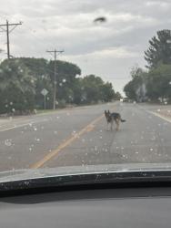 Found/Stray Male Dog last seen Elbow bend and westside fr, El Paso, TX 79932