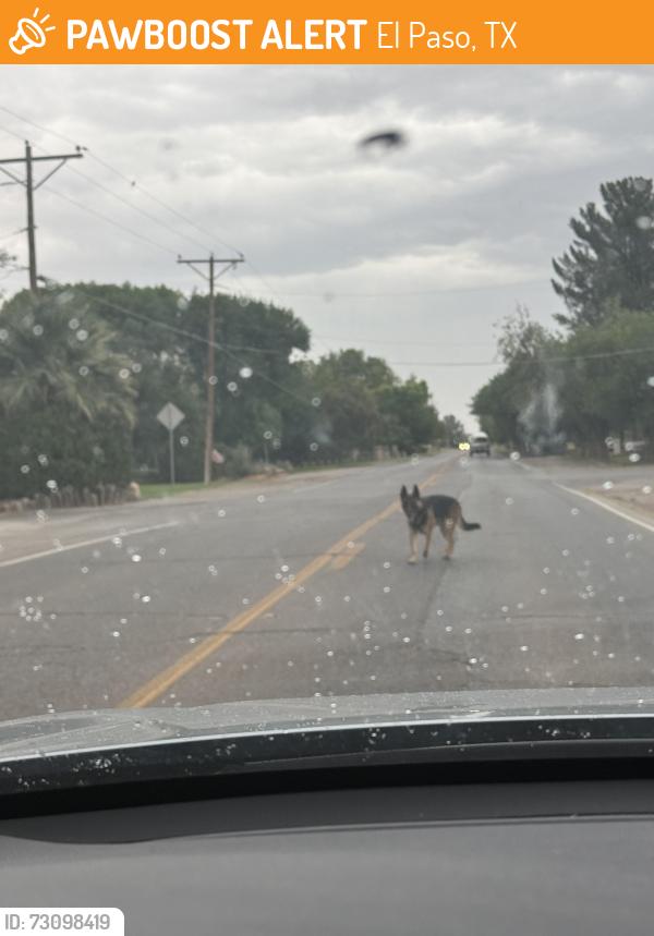 Found/Stray Male Dog last seen Elbow bend and westside fr, El Paso, TX 79932