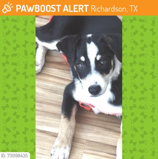 Found/Stray Male Dog last seen Plano Rd and Spring Valley, Richardson, TX 75081