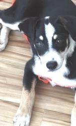 Found/Stray Male Dog last seen Plano Rd and Spring Valley, Richardson, TX 75081