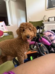 Lost Female Dog last seen Temple park, The Acreage, FL 33470