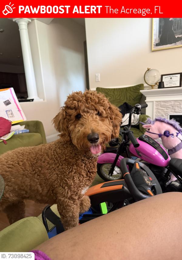 Lost Female Dog last seen Temple park, The Acreage, FL 33470