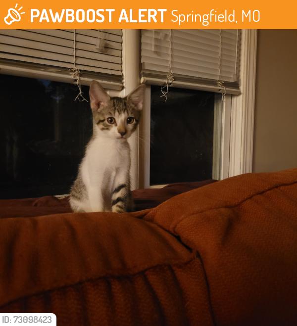 Found/Stray Male Cat last seen Sunshine and St. Charles, Springfield, MO 65804