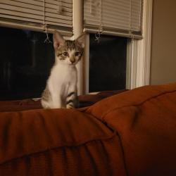 Found/Stray Male Cat last seen Sunshine and St. Charles, Springfield, MO 65804