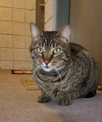 Reunited Male Cat last seen Anchor Dr./Hopper Hill/ Bèechmont, Cincinnati, OH 45255
