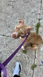 Reunited Female Dog last seen E Ontario St & Ella St, Philadelphia, PA 19134