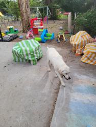 Found/Stray Female Dog last seen 11911w ustick rd, Boise, ID 83713