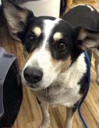 Reunited Female Dog last seen Southwestern Dr, Richardson, TX 75081