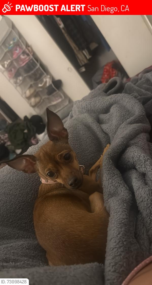 Lost Female Dog last seen Parking lot for Torrey Pines Gliderport, San Diego, CA 92037