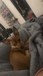 Lost Female Dog last seen Parking lot for Torrey Pines Gliderport, San Diego, CA 92037