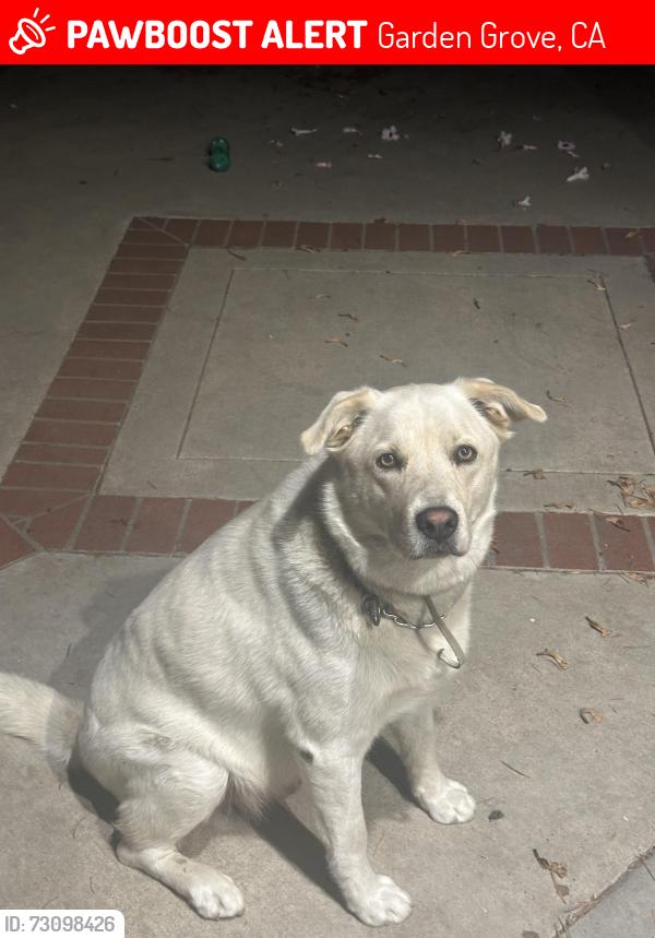 Lost Male Dog last seen TRASK & EUCLID AREA, Garden Grove, CA 92843
