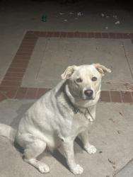 Lost Male Dog last seen TRASK & EUCLID AREA, Garden Grove, CA 92843