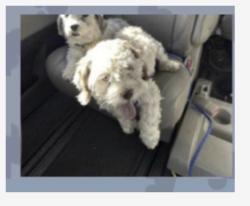 Reunited Male Dog last seen Yale and bukley, Aurora, CO 80013