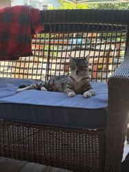 Reunited Male Cat last seen Russell Way, Hayward, CA 94541