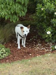 Reunited Male Dog last seen Near 280th Drive SE Issaquah, Issaquah, WA 98027