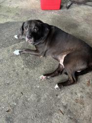 Found/Stray Male Dog last seen McKinley drive, West Pensacola, FL 32505