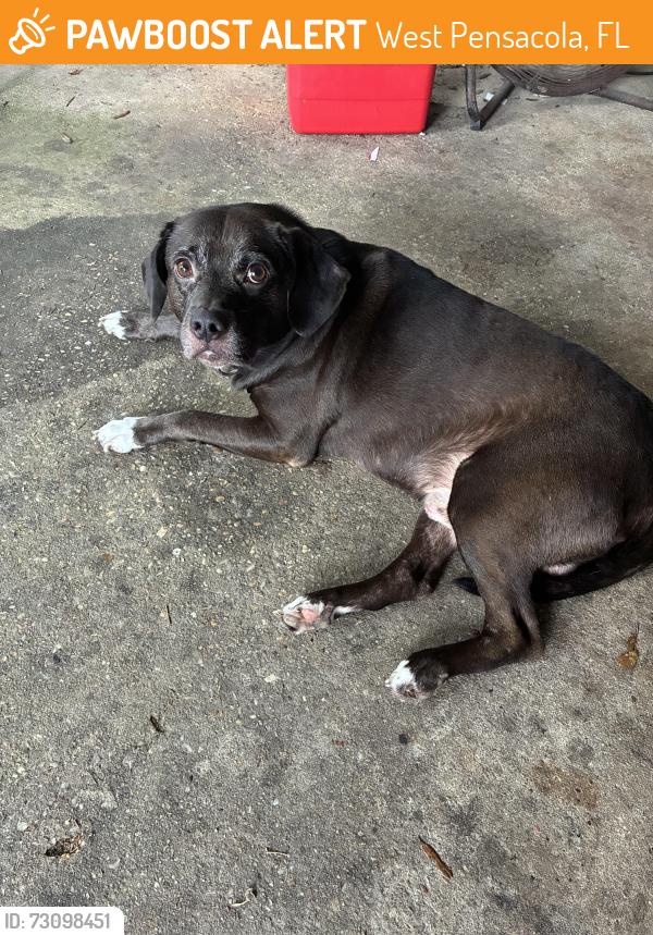 Found/Stray Male Dog last seen McKinley drive, West Pensacola, FL 32505