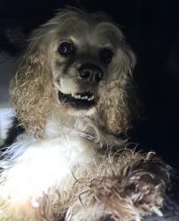 Reunited Unknown Dog last seen Port St. Lucie, Port St. Lucie, FL 34986