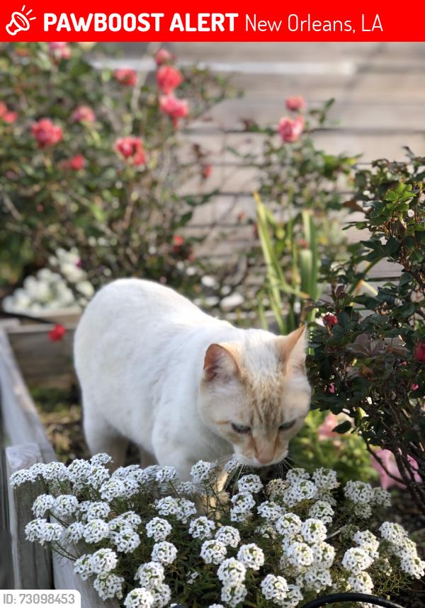 Lost Male Cat last seen St Anthony x prentiss, New Orleans, LA 70122