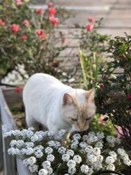 Lost Male Cat last seen St Anthony x prentiss, New Orleans, LA 70122