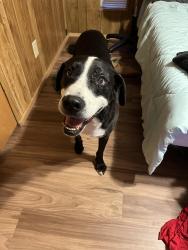 Reunited Male Dog last seen S frontage rd plant city fl , Plant City, FL 33563