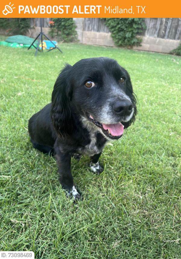 Found/Stray Male Dog last seen Lockheed drive, Midland, TX 79701