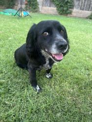 Found/Stray Male Dog last seen Lockheed drive, Midland, TX 79701