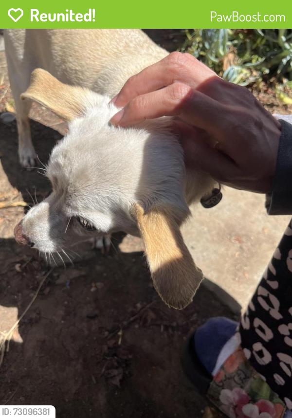 Reunited Male Dog last seen Coolidge ave, Oakland, CA 94601