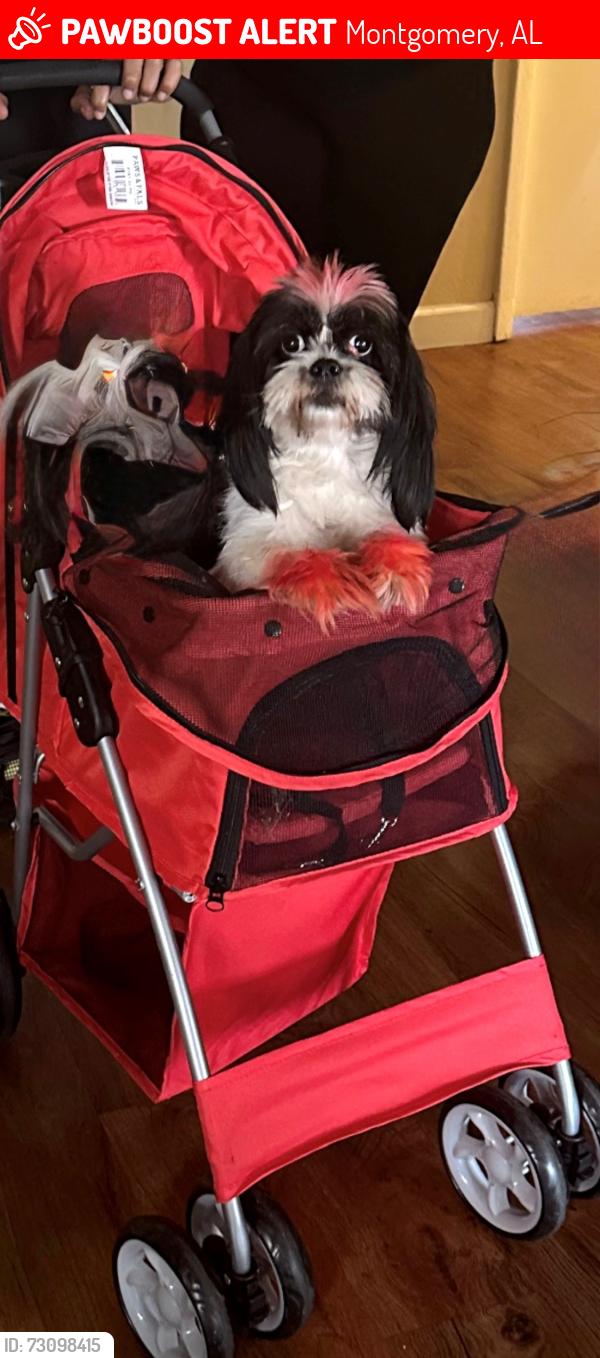 Lost Female Dog last seen Buckingham, Montgomery, AL 36116