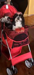 Lost Female Dog last seen Buckingham, Montgomery, AL 36116