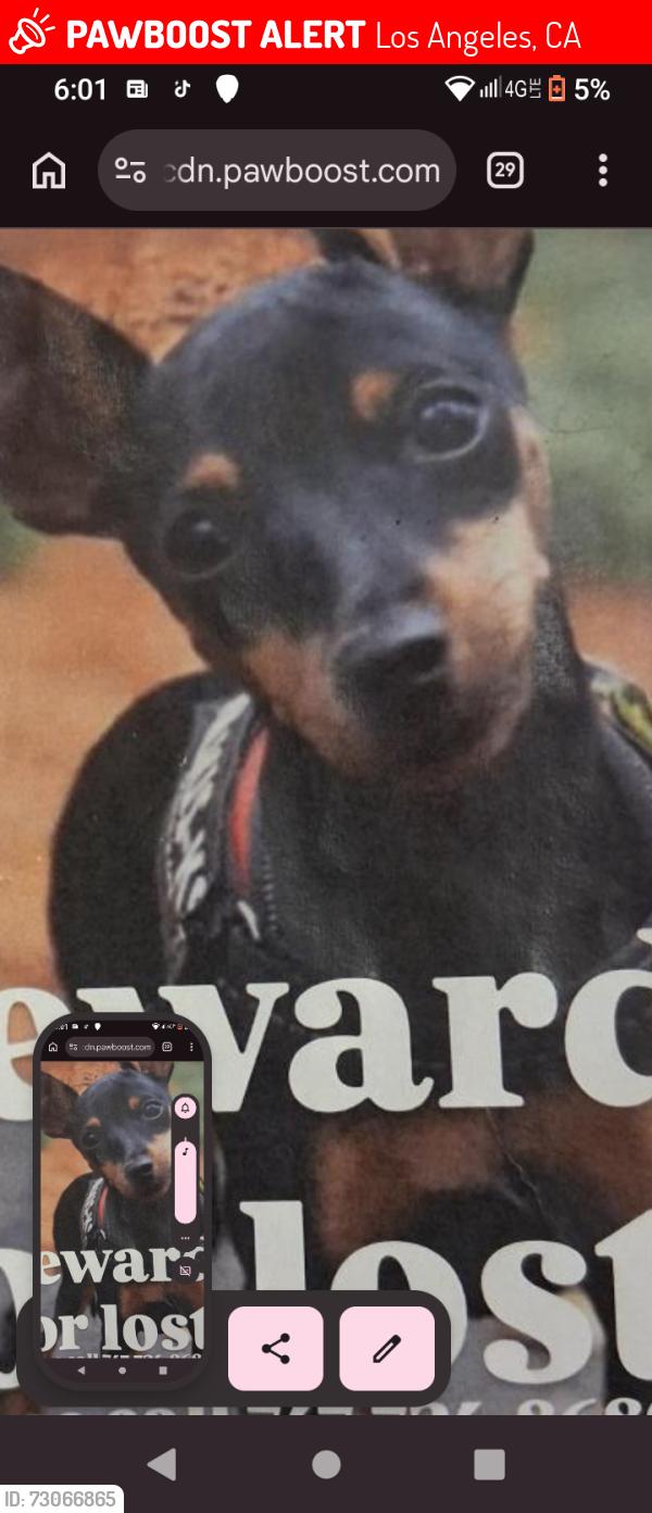 Lost Female Dog last seen Lankerships, Los Angeles, CA 91606