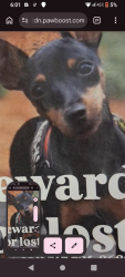 Lost Female Dog last seen Lankerships, Los Angeles, CA 91606