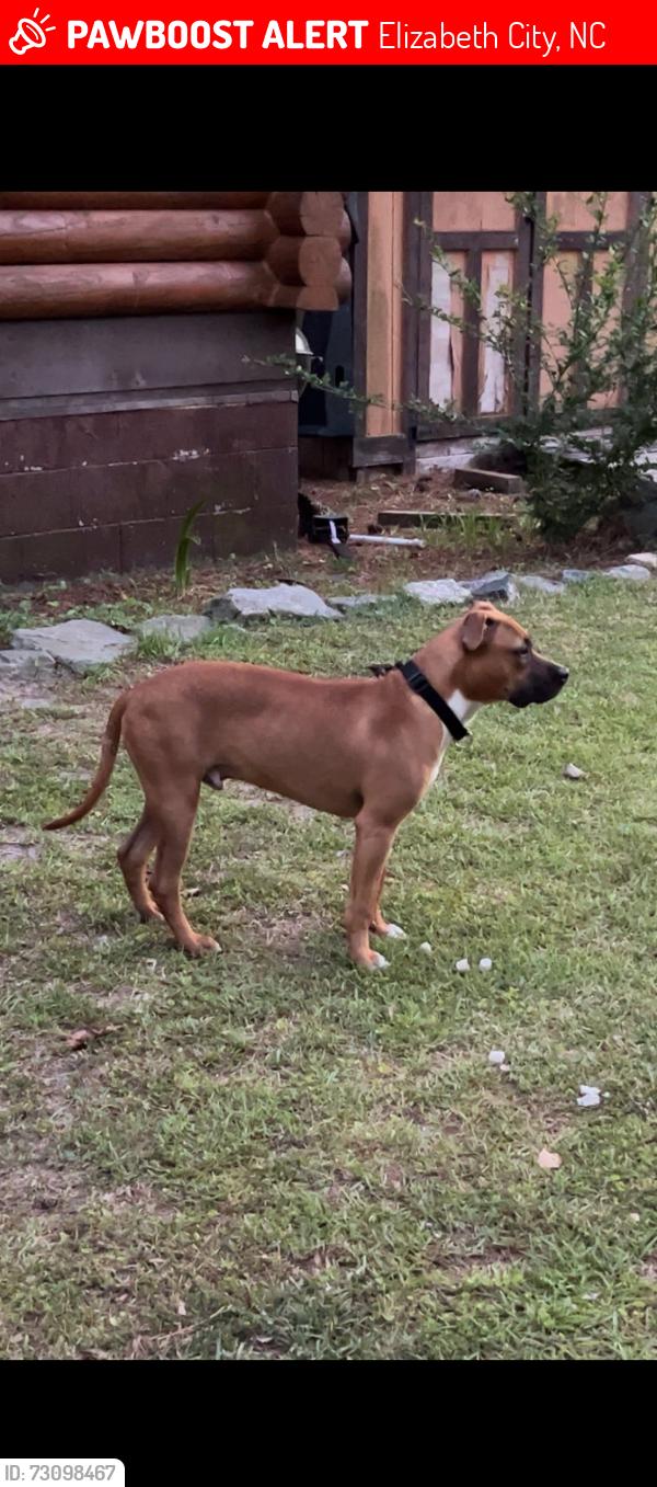 Lost Male Dog last seen Near Scotland Dr, Elizabeth City, NC 27909