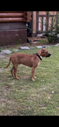 Lost Male Dog last seen Near Scotland Dr, Elizabeth City, NC 27909