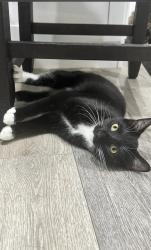 Reunited Female Cat last seen Near Hamilton, Huntington Beach, CA 92646