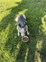 Found/Stray Female Dog last seen Chestnut and Dakota, Fresno, CA 93726