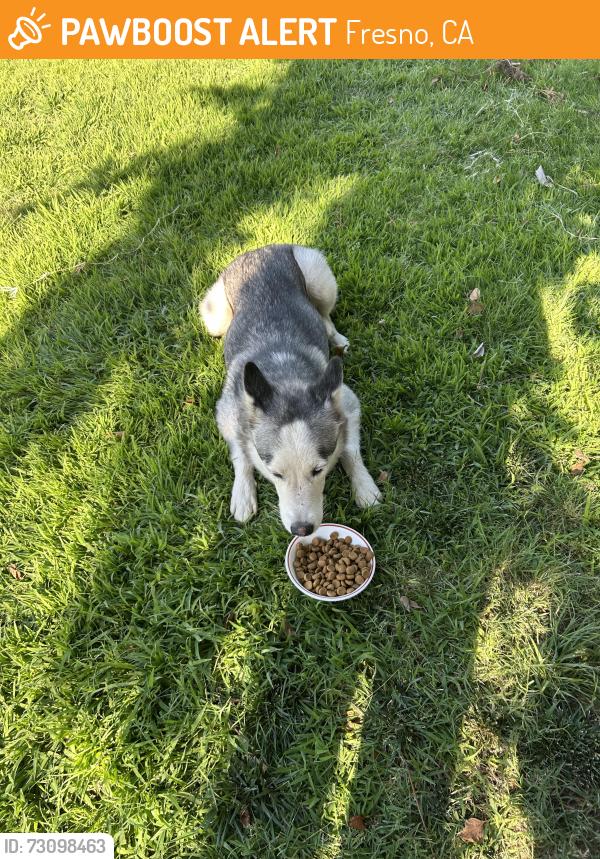 Found/Stray Female Dog last seen Chestnut and Dakota, Fresno, CA 93726