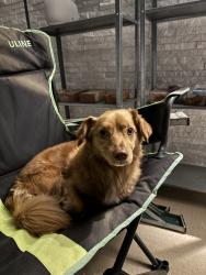 Lost Male Dog last seen Winnetka, Los Angeles, CA 91306