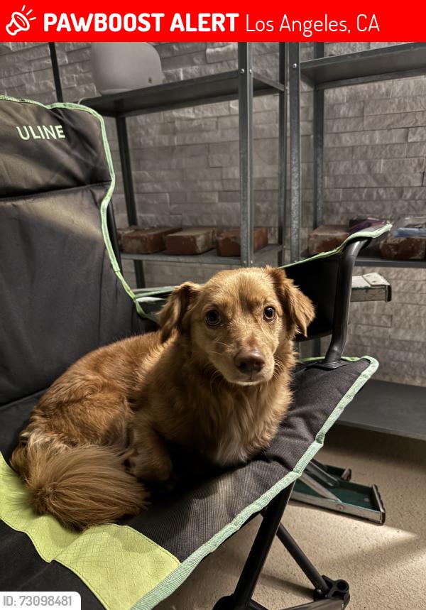 Lost Male Dog last seen Winnetka, Los Angeles, CA 91306