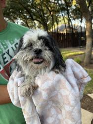 Found/Stray Unknown Dog last seen Rehm and E Christi, Helotes, 78023, Helotes, TX 78023