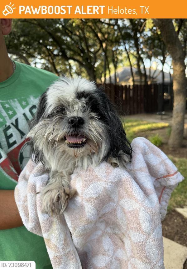 Found/Stray Unknown Dog last seen Rehm and E Christi, Helotes, 78023, Helotes, TX 78023