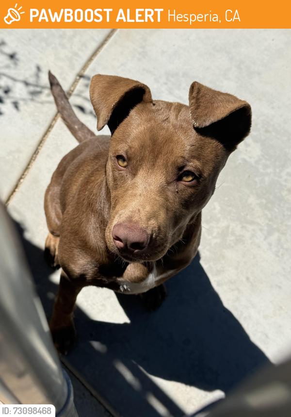 Found/Stray Female Dog last seen Oak Hill Rd. and Caliente Rd., Hesperia, CA 92344