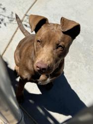 Found/Stray Female Dog last seen Oak Hill Rd. and Caliente Rd., Hesperia, CA 92344
