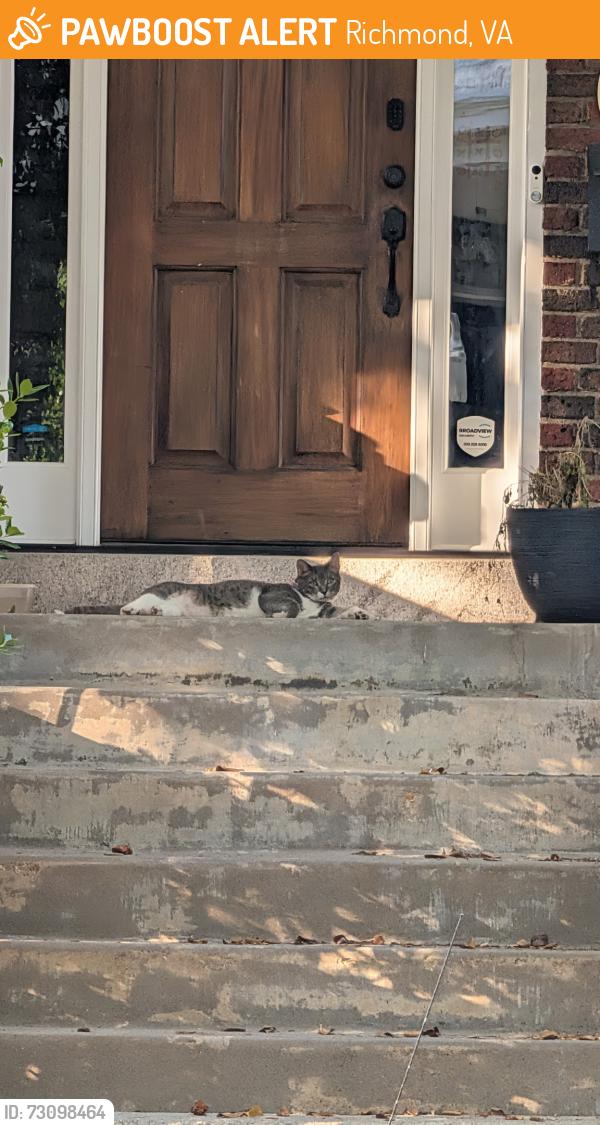 Found/Stray Unknown Cat last seen Park and Sheppard, Richmond, VA 23221